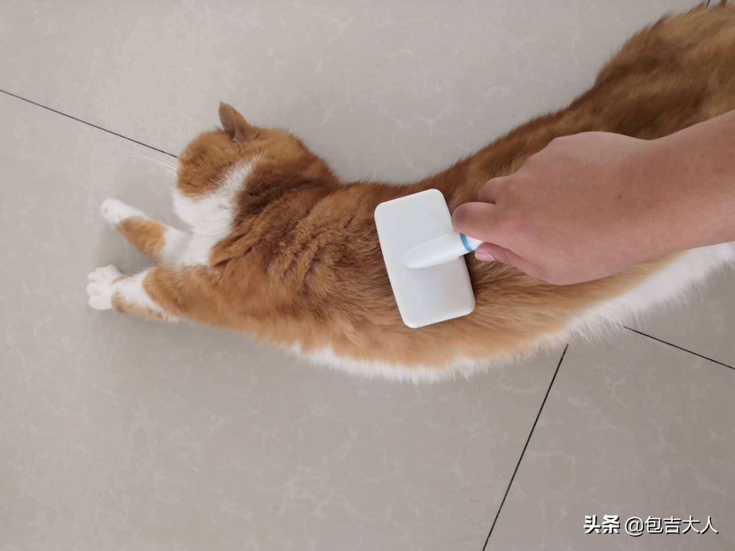 过来人告诉几种方式养猫省钱省心,养猫经验分享系列