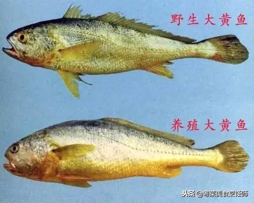 名贵海鲜食材排名,名贵海鱼大全图片