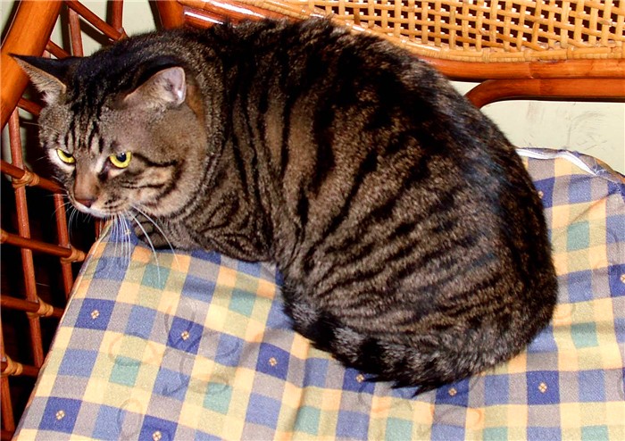 临清狮子猫和长毛狸花猫,临清狮子猫配狸花猫