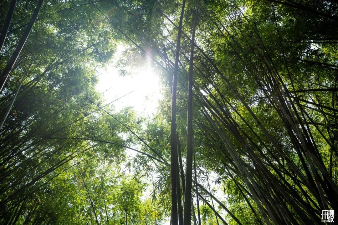 300+万㎡原始森林秘境，天河就有