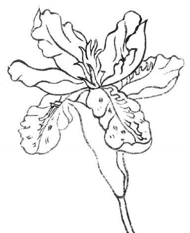 牡丹切瓣花国画画法,国画山茶花花瓣画法