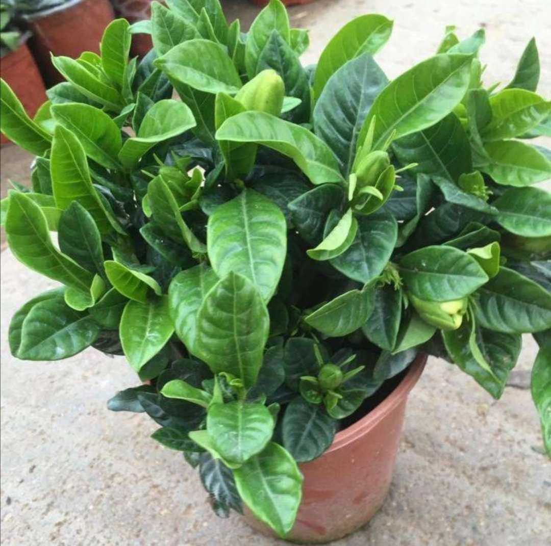 秋季怎样养栀子花结花苞,栀子花秋天为什么黄叶