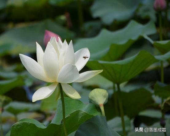 广西大学有哪些标志性的景色,走进广西美景