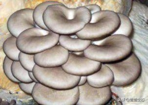 野生平菇测评,平菇真实名称