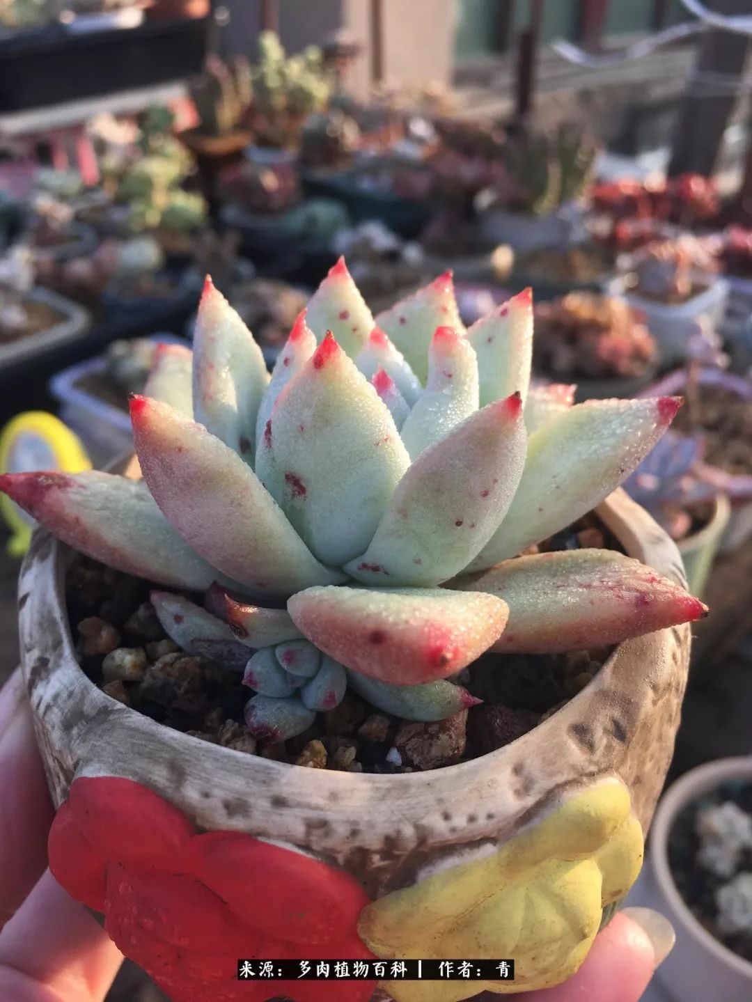 入坑多肉无法自拔,沉迷多肉无法自拔