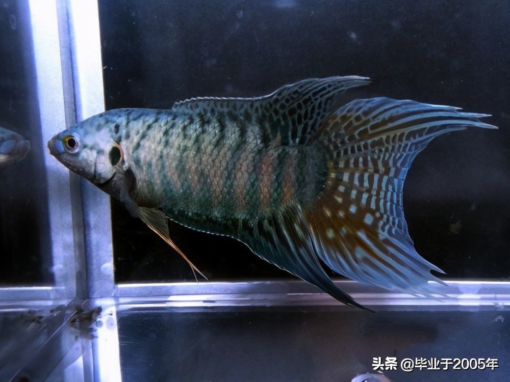 大连近海常见鱼类图鉴,大连哪里可以垂钓淡水鱼