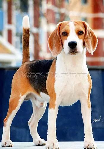 比格犬的性格,比格犬的优缺点及性格