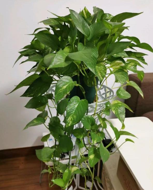 水培绿萝怎样养才能茂盛一点,水培绿萝如何维持旺盛生长