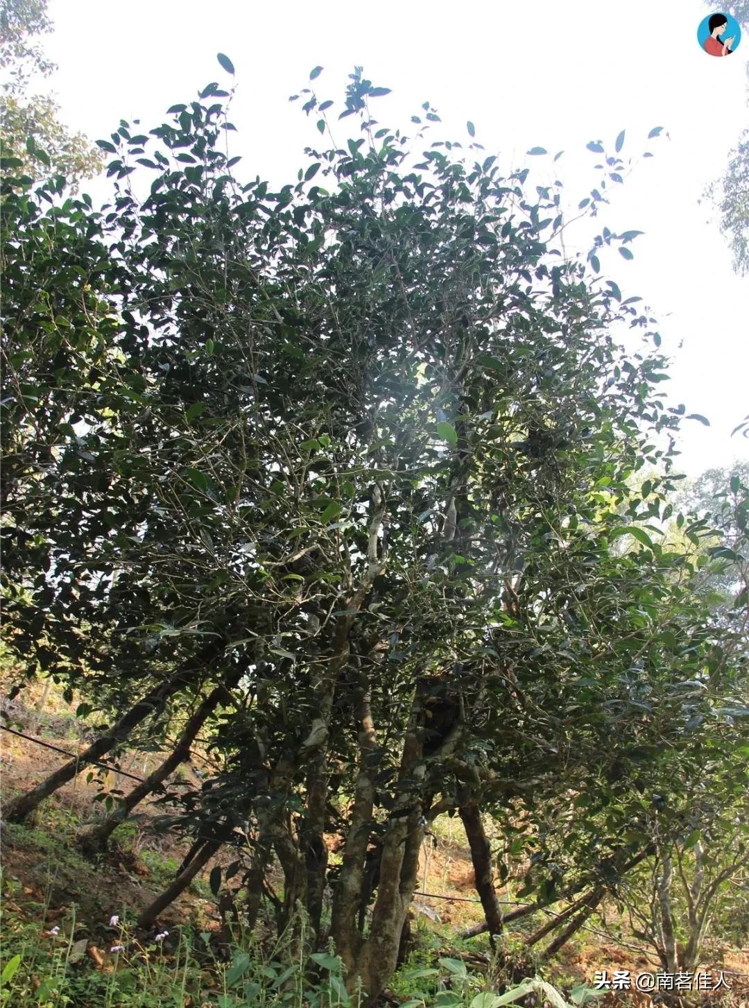 昔归古树茶价格多少是正品,昔归普洱茶多少钱一斤