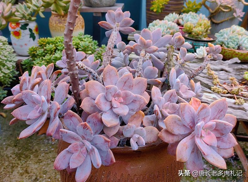 这8种多肉开花的样子简直美爆了,这8种多肉个头小巧却极好扦插