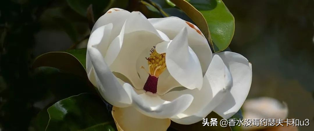宝格丽香水：经典“三茶”后真无好香