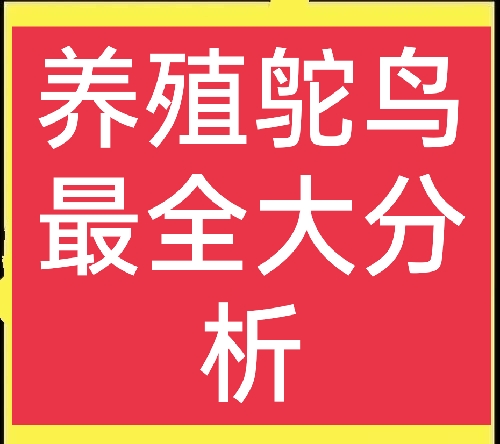 养殖鸵鸟怎么养殖得快些,为什么不建议养殖鸵鸟