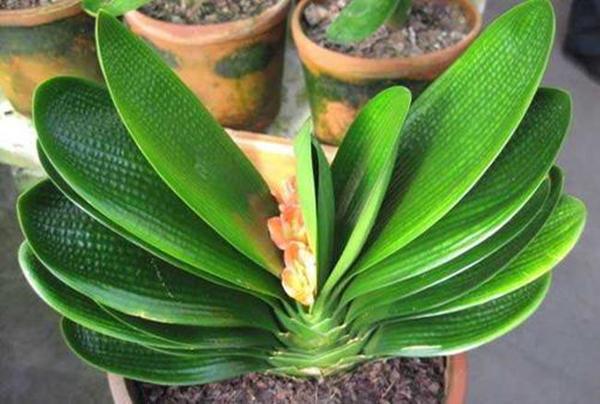 君子兰开花后怎么样使结籽成熟,君子兰长红果怎么处理