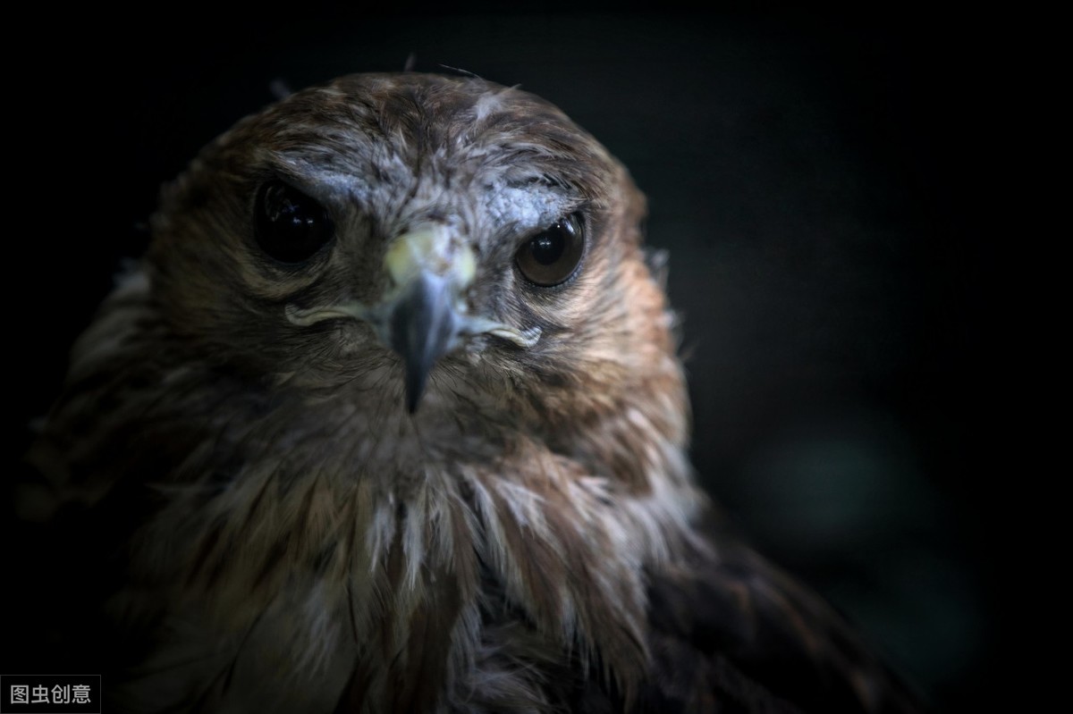 东方雀鹰介绍,猫头鹰自古以来都是不祥之鸟