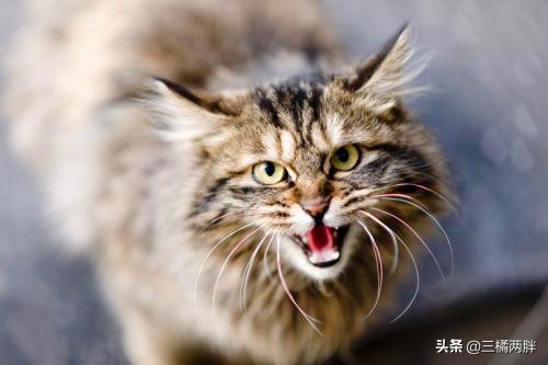 猫咪的奇妙物语,奇妙猫咪物语猫癣