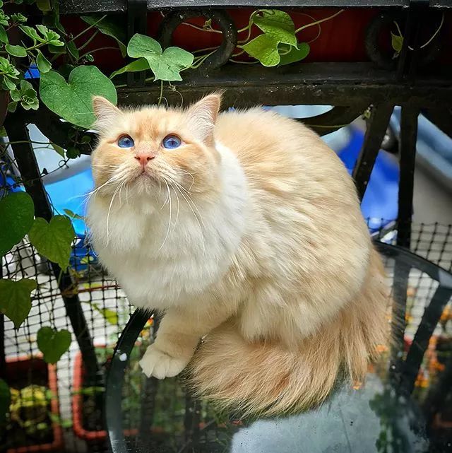 贵族阿比西尼亚猫,神秘的波斯猫