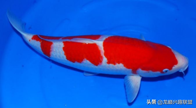 锦鲤一开灯就往下跑怎么办,锦鲤入缸的正确方法