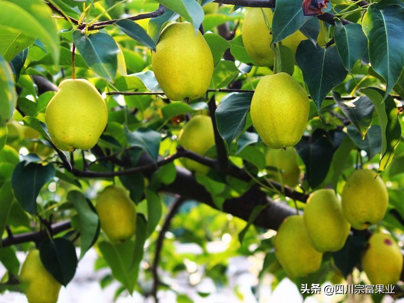 大梨树的梨是什么品种,梨树品种之冠梨