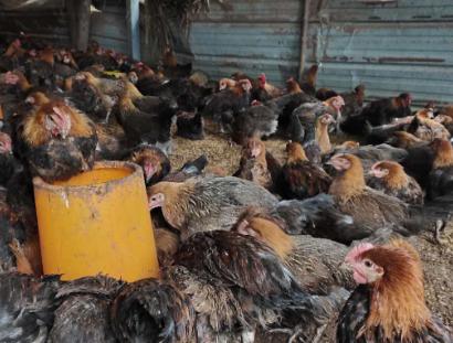 鸡下雨后怎么养才能死,鸡在雨天预防什么病