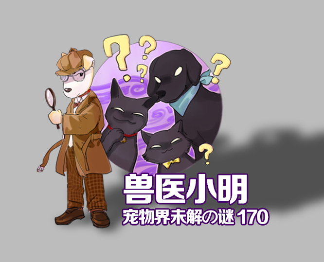 狗狗外力导致耳血肿,狗狗耳血肿会致死吗