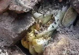 蜜蜂存在于什么时候,蜜蜂为什么怕太阳