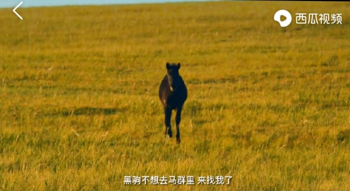 乌珠穆沁的孩子电影在线观看,乌珠穆沁的孩子怎么样