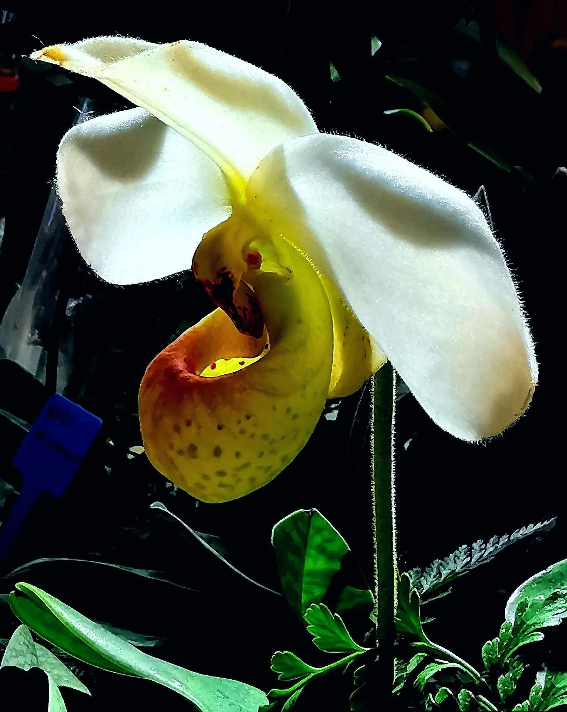 兰花高洁的古诗,高洁典雅的兰花壁纸