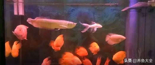 银龙鱼吃了干虾就吐出来,银龙鱼吃鱼好消化吗