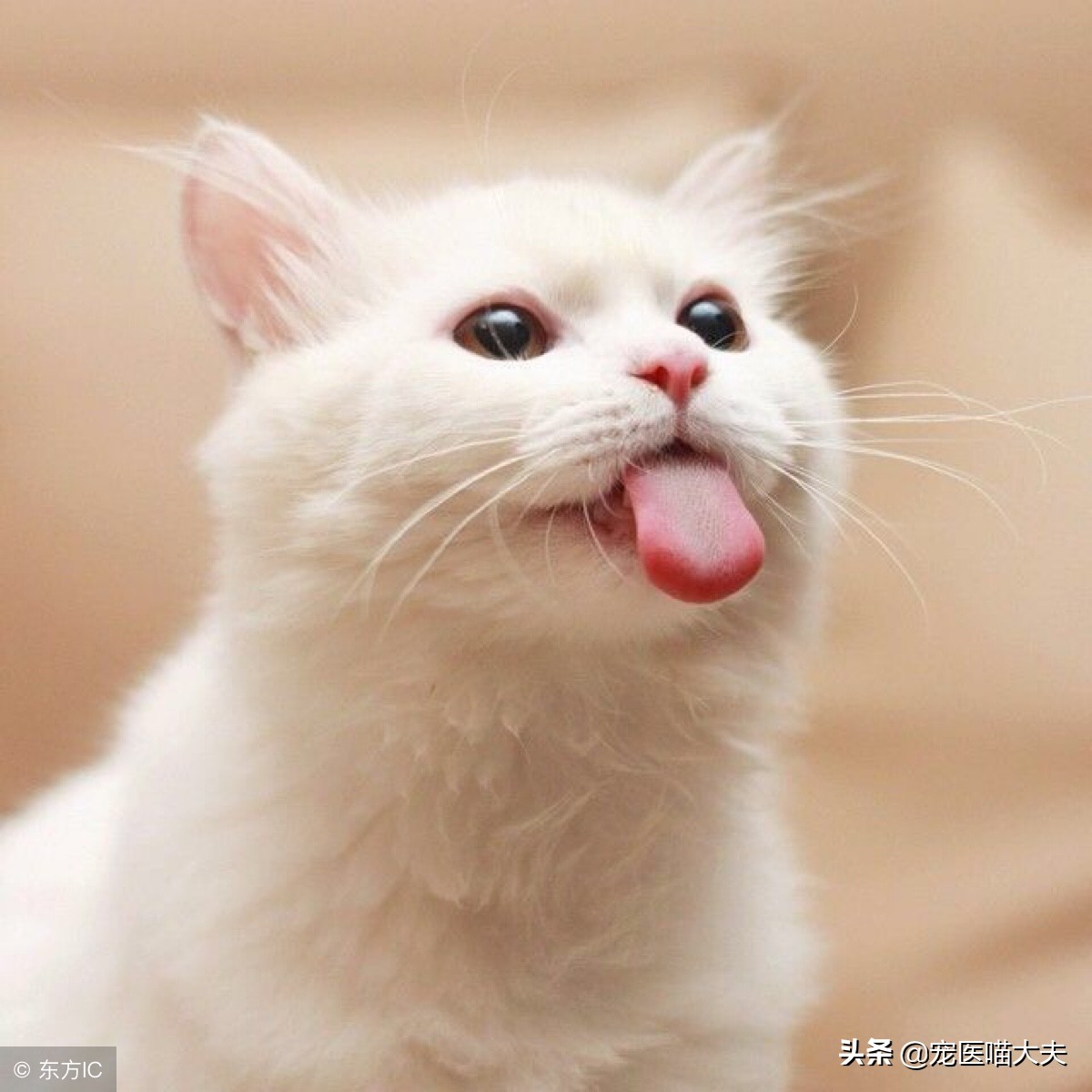 猫咪喜欢叫喵呜怎么办,猫咪一直喵喵的叫是什么原因