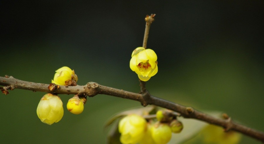 湖州晚报丨老梅虬影亦芳华
