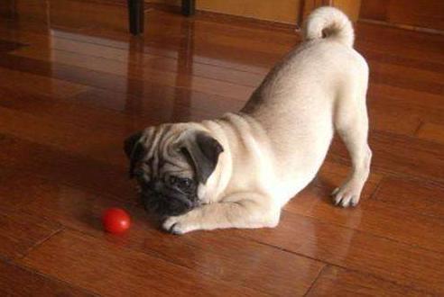 巴哥犬优缺点有哪些,忧郁巴哥