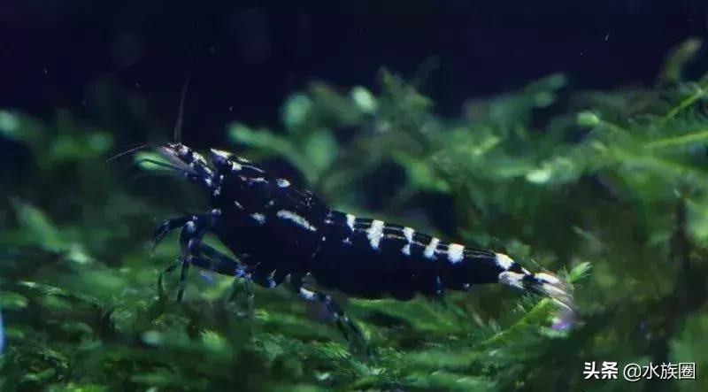 水晶虾怎么来的,水晶虾如何鉴赏