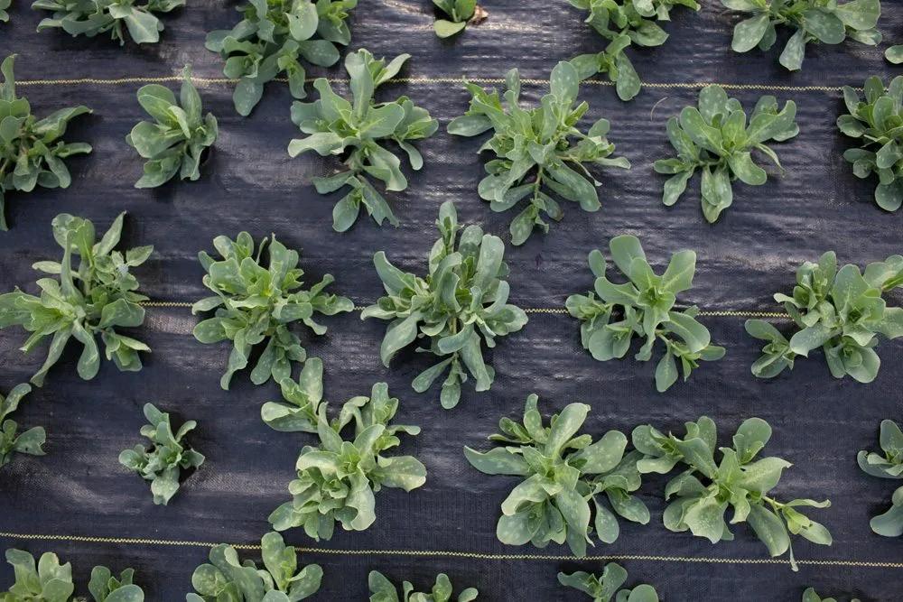 十月花事丨花园覆盖地膜好处多：除草、保暖、保湿、防虫