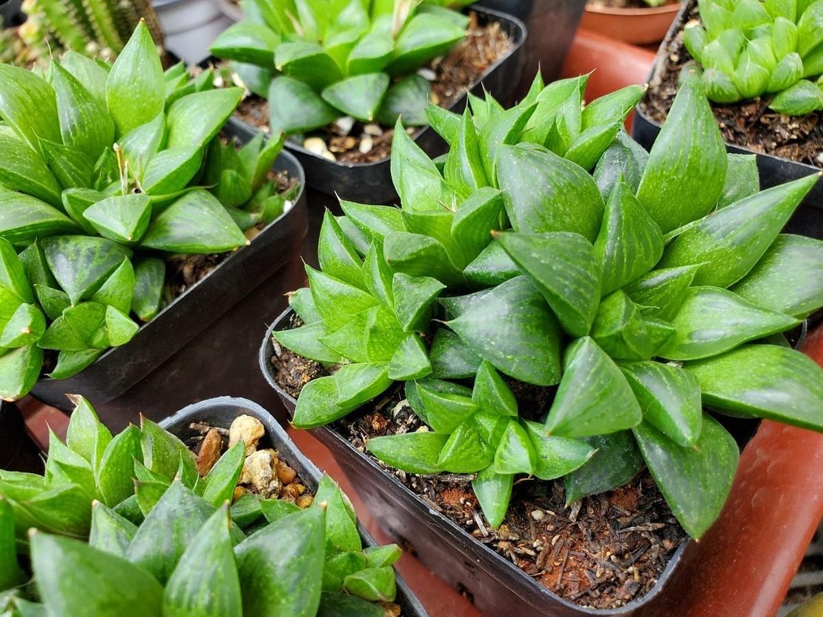 体验三星系统最好的手机,三星s10e小屏