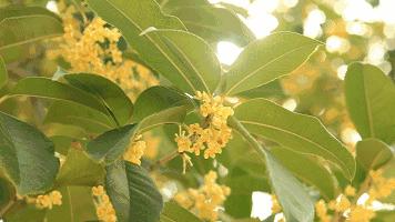 「漫步学府，行摄龙脊」最美金秋，我在这里等你