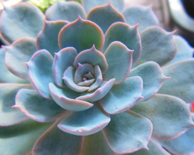 美丽的兰花怎么养活的呢,蓝石莲多肉植物怎么养