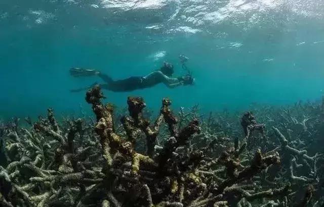 人类面临的生态困境包括哪,生态农业的可能性以及前景