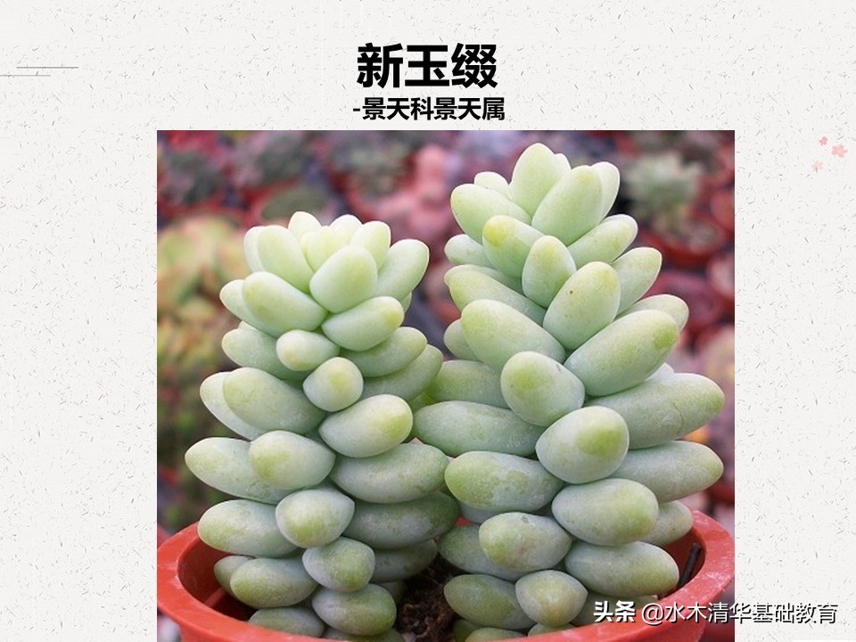 梦幻女王多肉植物百科图谱,原产地多肉植物图谱pdf