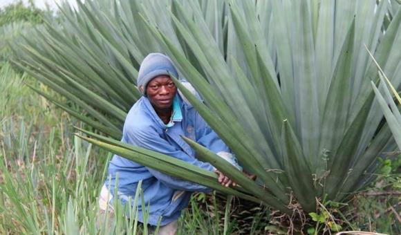 鑺辨埧濮戝澶氳倝閰嶅湡,鑺辨埧濮戝鐜夐湶澶氳倝