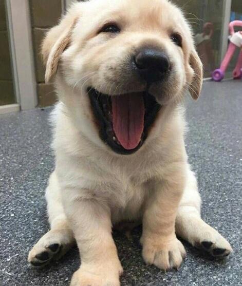 金毛正确喂养,金毛喂养的6大原则