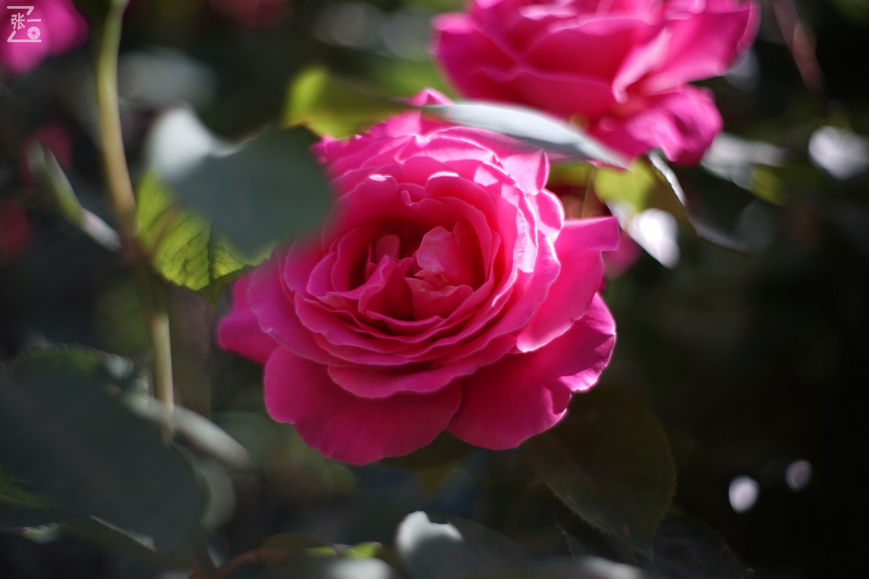 凤凰国产50mm镜头,凤凰索尼e口镜头