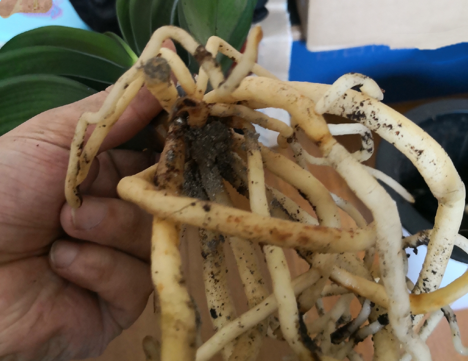 柳枝水能让君子兰快速生根,君子兰上盆柳树枝条浸泡