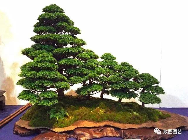 打算做盆景行业怎样入行,想做盆景生意怎么入手