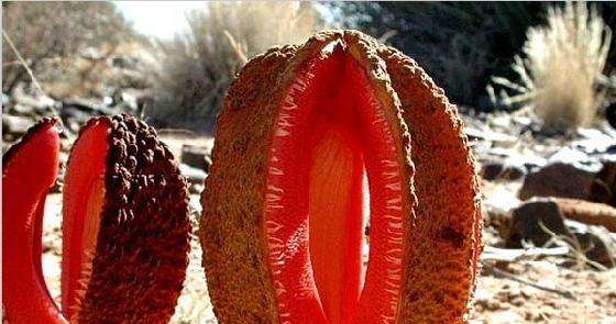 奇花异草大全罕见图文,极其罕见的奇花异草