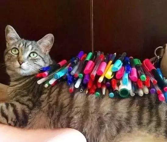 如何封印一只猫,怎么一招封印猫