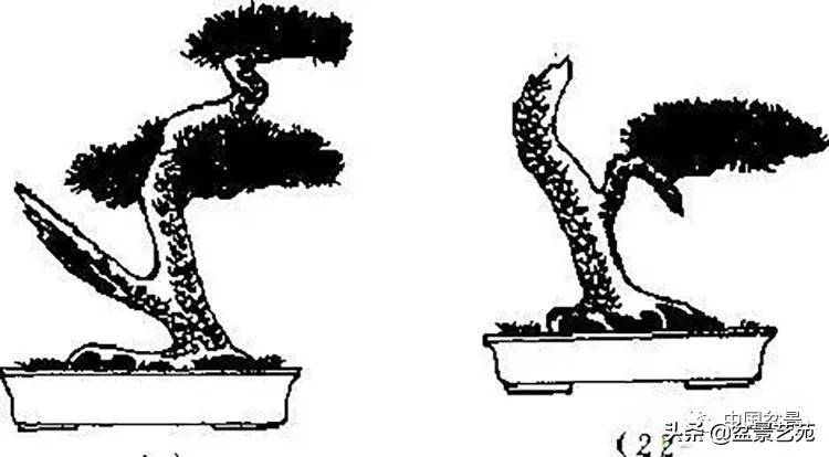 金银花盆景的修剪方法,盆景的修剪知识与技法