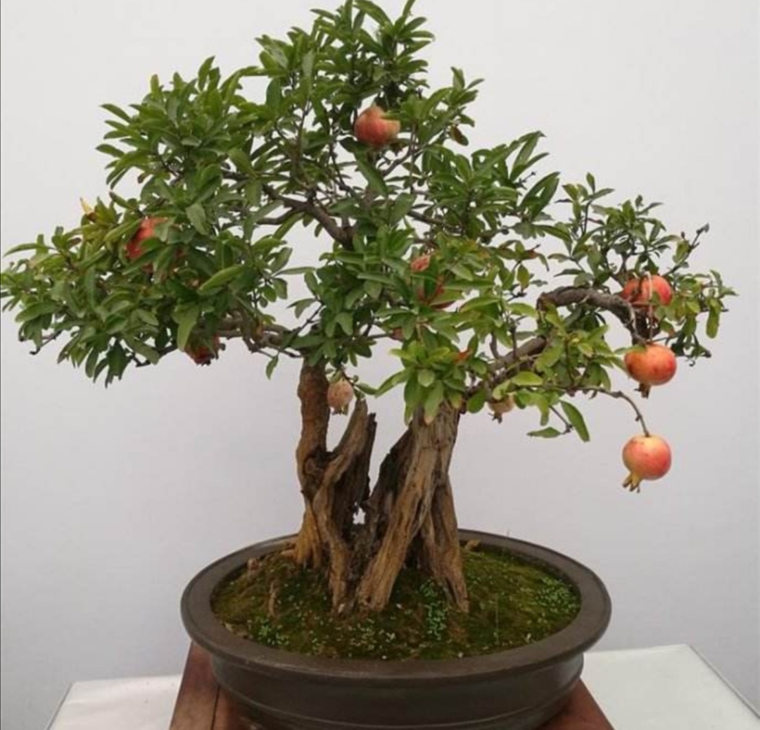 养盆栽石榴记住这几个技巧,石榴盆景养殖方法和注意事项