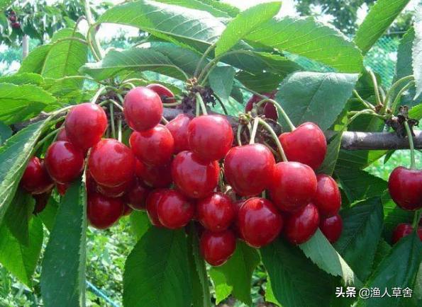 温室大棚种植大樱桃管理技术,温室大棚美早大樱桃树修剪方法