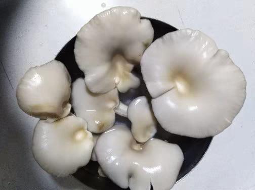 家里怎么种蘑菇香菇,自己在家怎样种蘑菇