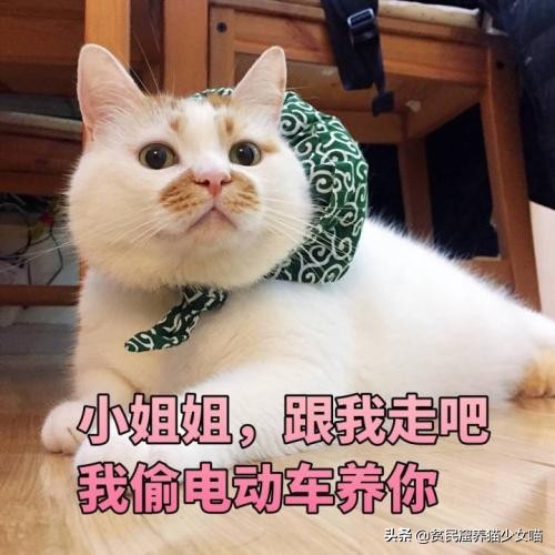 猫咪最喜欢的玩具排行榜,猫咪玩具红黑榜